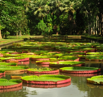 Giant water lilies in Pamplemousses Botanical Garden Mauritius