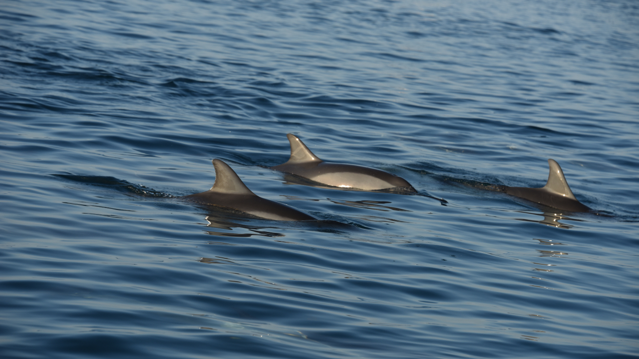 Dolphin Watching in Mauritius