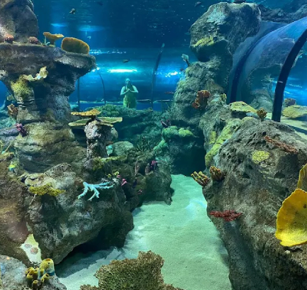 Odysseo Oceanarium in Port Louis Mauritius marine aquarium