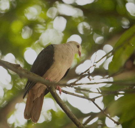 Pink pigeon on Ile aux Aigrettes nature reserve in Mauritius